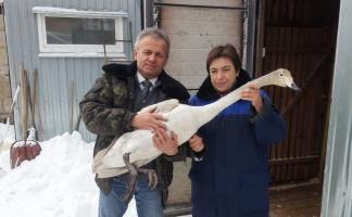 Фотофакт: В Лиозно спасли лебедя